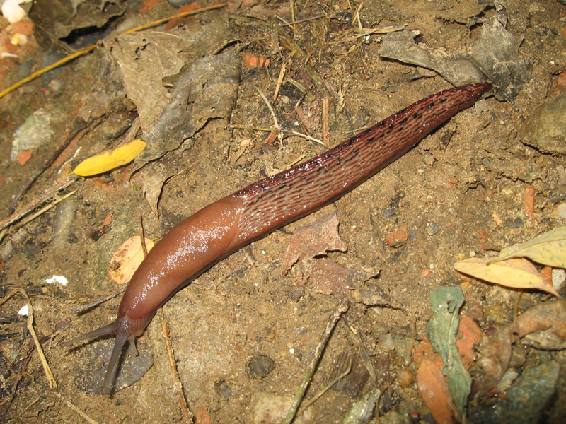 Limax cf dacampi da Morazzone (VA)